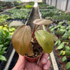 Philodendron 'Summer Glory'