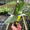 Philodendron 'White Princess'