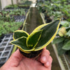 Snake Plant 'Black Gold'