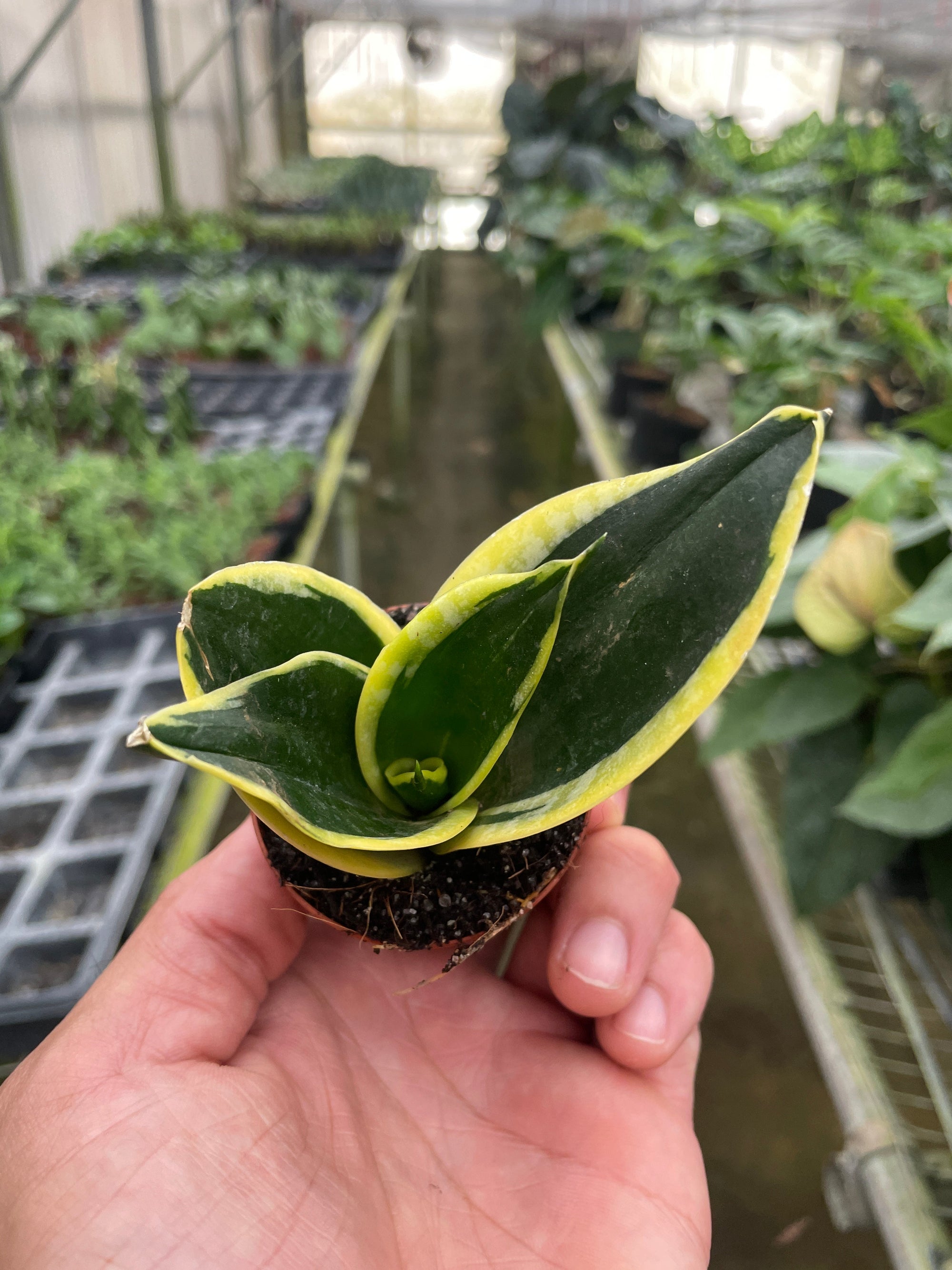 black gold snake plant near me Snake Plant 'Black Gold' – The Plant Seed