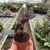 ZZ Zamioculcas 'Black Queen'