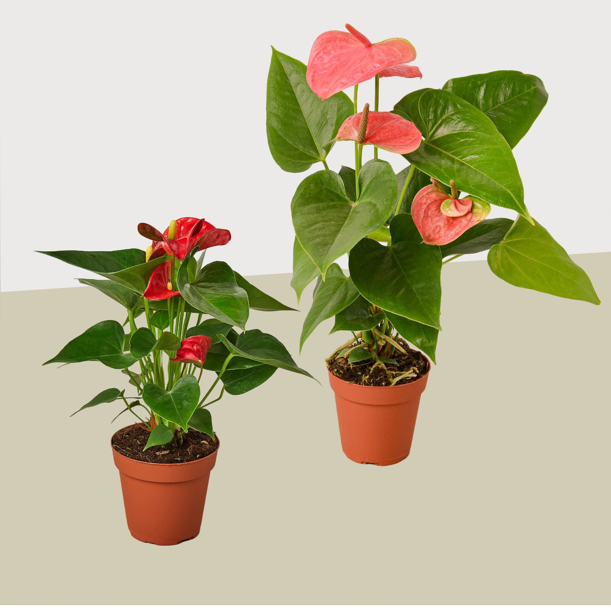 2 Anthurium Variety Pack- All Different Colors - 4" Pots