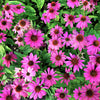 25 BRIGHT STAR CONEFLOWER Echinacea Purpurea Lavender Bright Rose Pink Flower Seeds
