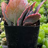 Variegated Flapjack