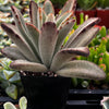 Chocolate Soldier Kalanchoe Tomentosa