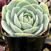 Echeveria Abalone