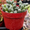 Adromischus Oviforme