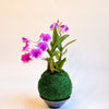 Kokedama  Mini Orchid