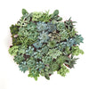 Blue & Green Mini Succulent Collection