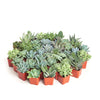 Blue & Green Mini Succulent Collection