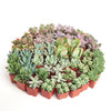 Pastel Mini Succulent Collection