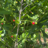 Maiden Berry (Crossopetalum rhacoma)