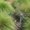 200 PRAIRIE DROPSEED Ornamental Native Grass Sporobolus Heterolepis Seeds