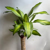 Brazilian Lucky Wood (Dracaena Massangeana)