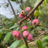 Lilly Pilly (Syzygium smithii, Acmena smithii)