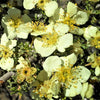 40 STANSBURY CLIFFROSE Purshia Stansburiana Cliff Rose Native Desert Shrub White & Yellow Flower Seeds