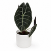 Alocasia Sedenii Hybrid