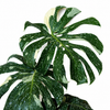 Monstera Thai Constellation