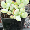Cotyledon Pendens