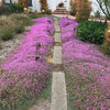 Thyme for a Change – Red Creeping Thyme Seed – photo 6