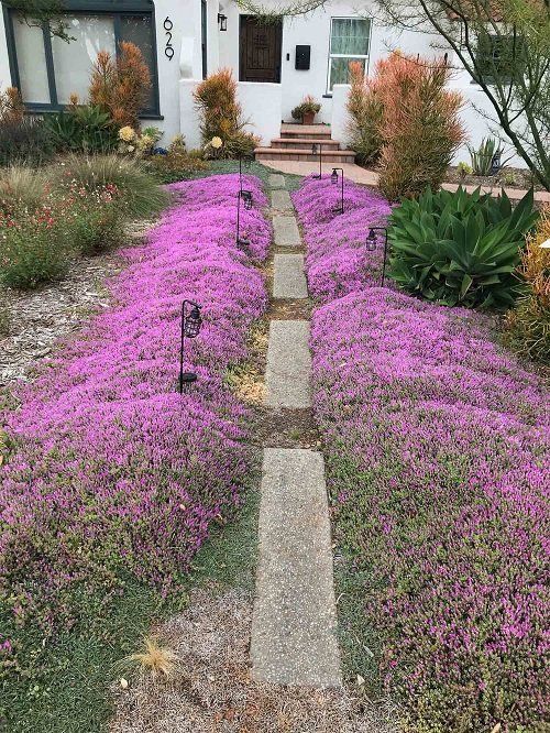 Thyme for a Change – Red Creeping Thyme Seed – photo 6
