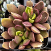 Purple Anacampseros