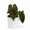 Anthurium Queen of Hearts