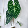 Anthurium Regale