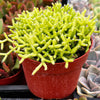 Rhipsalis Cereuscula