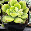 Sedum ‘Alice Evans’