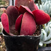 Crassula Pondo Cliff