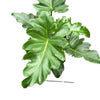 Philodendron Revolution Xl