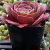 Aeonium Velvour