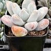 Pachyphytum Blue Haze
