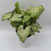 Syngonium White Butterfly