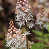 20 HEARTLEAF FOAMFLOWER White & Pink Tiarella Wherryi Coolwort Flower Seeds