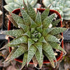 Lance Aloe