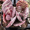 Kalanchoe Humilis Desert Surprise