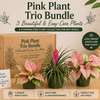 Pink Plant Mystery Bundle Box - 3 Pink Plants