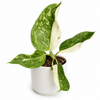 Philodendron Jose Bueno Rare House Plant