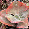 Echeveria Pink Ruffle