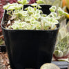 Sedum Little Missy