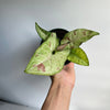 Syngonium Confetti