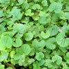 500 Purple FEBRUARY ORCHID Violet Cress Orychophragmus Violaceus 2" Flower Edible Vegetable Seeds