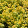 50 BLUE SPRUCE SEDUM Reflexum Succulent Jenny's Stonecrop Goldmoss Yellow Flower Seeds