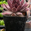 Sempervivum Red Lion