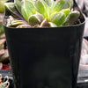 Faumatium Hybrid