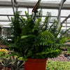 Indoor Hanging Fern Plant