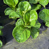 Ficus Fiddle Leaf Fig