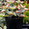 Crassula High Voltage